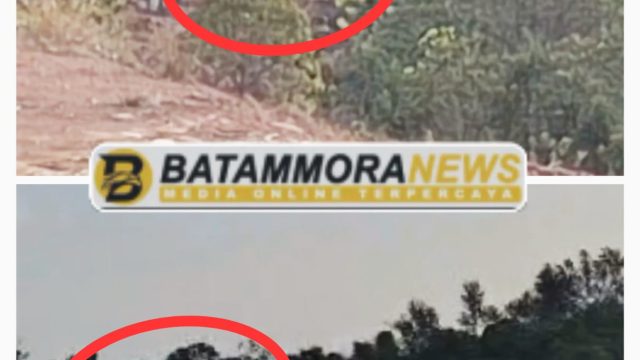 Pembabatan Hutan dan Cut and Fill di Tanjung Pinggir Diduga Ilegal, Berpotensi Langgar UU Lingkungan dan Kehutanan