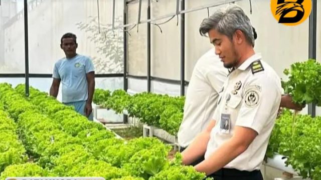 Menanam Harapan, Menuai Perubahan: Warga Binaan Rutan Batam Berhasil Panen Selada dan Timun
