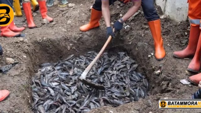 MUI Sebut Ikan Sapu-sapu Dikubur Hidup-hidup Tak Sesuai Prinsip Islam, Pramono Janji Bakal Ada Penyesuaian