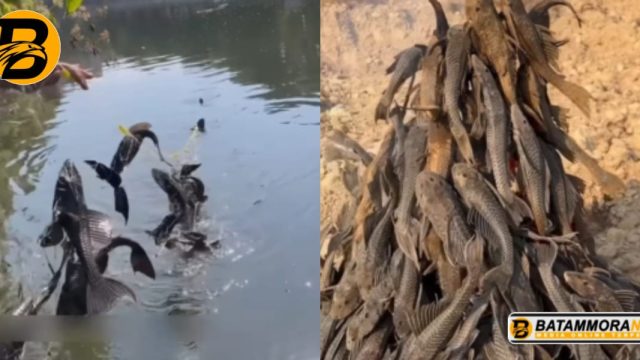 Dinilai Jadi Hama di Bantaran Sungai, Ikan Sapu-Sapu Diburu Massal oleh Warga yang Tinggal pada Perairan Jakarta